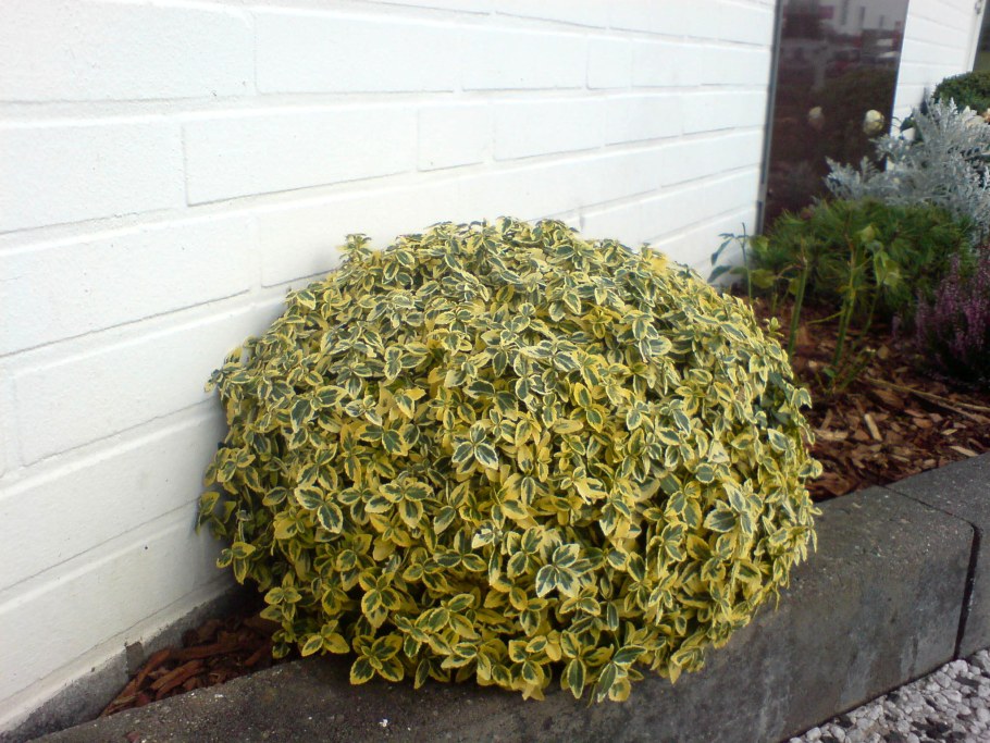 Бересклет Форчуна "Emerald 'n' Gold"