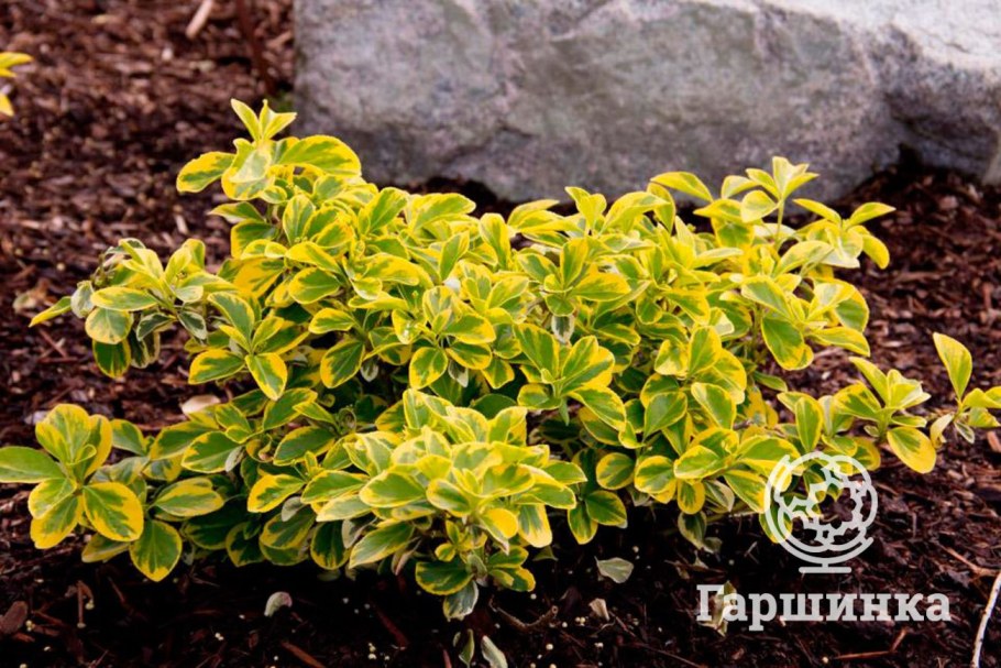 Бересклет Форчуна Emerald Gold