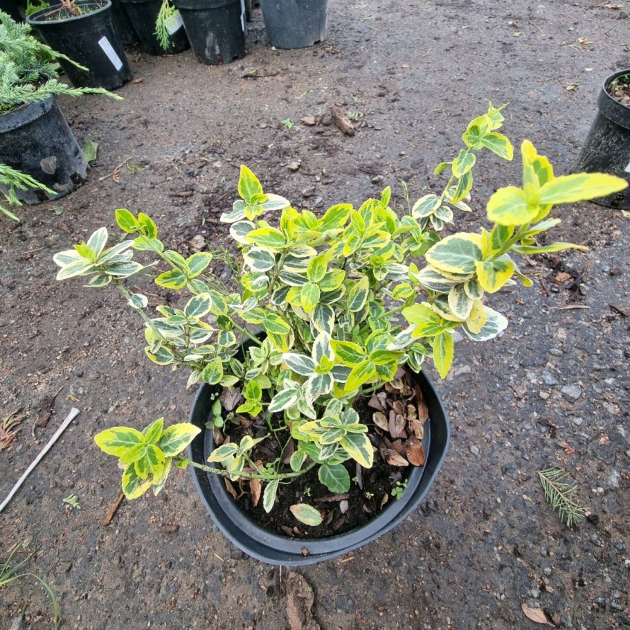 Бересклет Голд фото