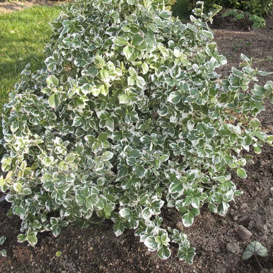 Бересклет Форчуна Сильвер Квин