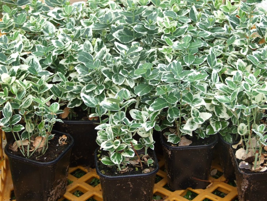 Форчуна бересклет Форчуна