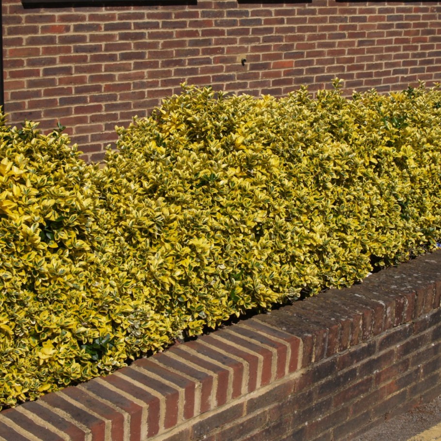 Бересклет Форчуна Голд