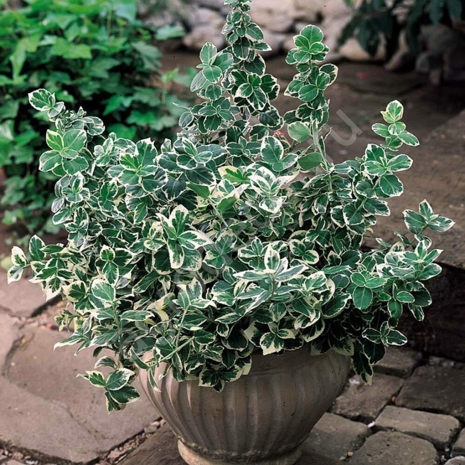 Бересклет Форчуна Эмеральд