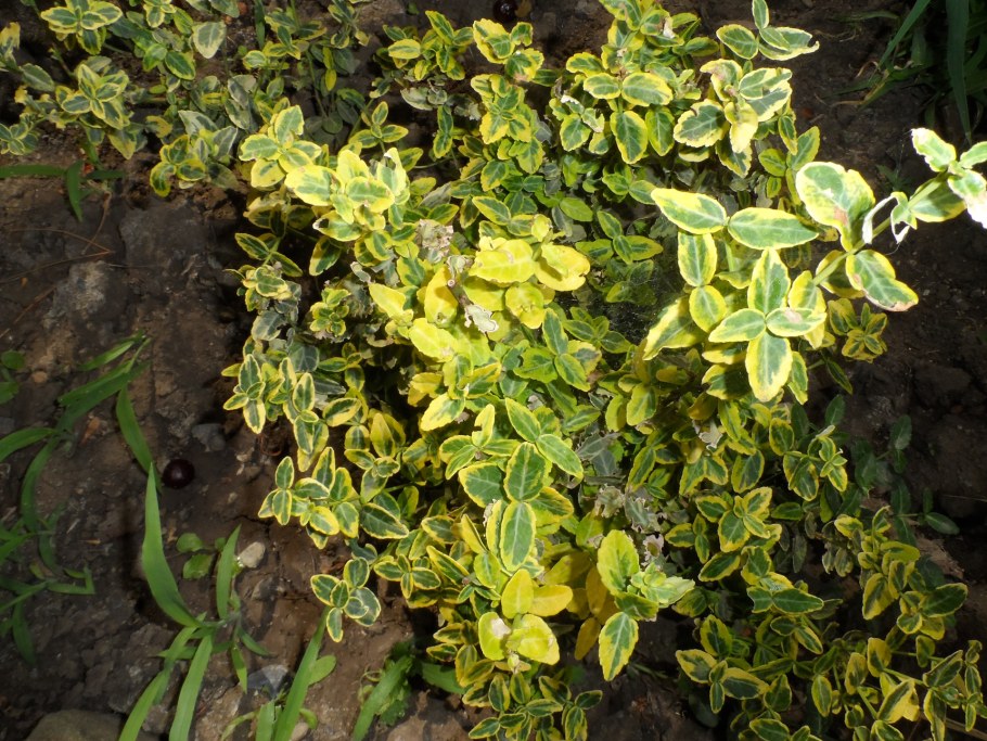 Бересклет Форчуна Эмеральд