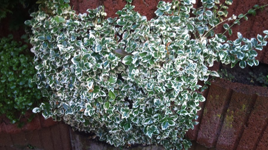 Бересклет Форчуна Эмеральд