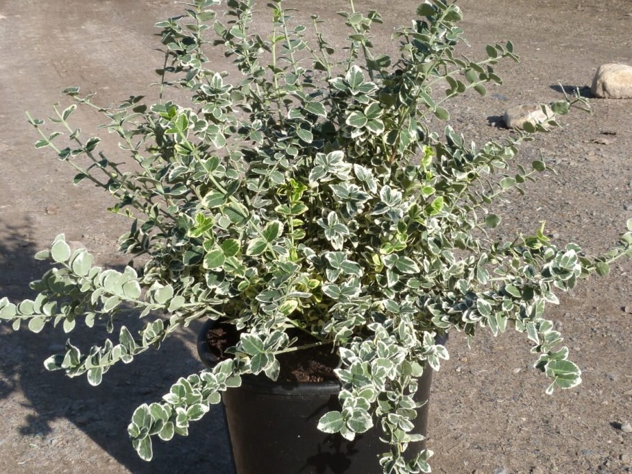 Бересклет Форчуна Эмеральд Гаити