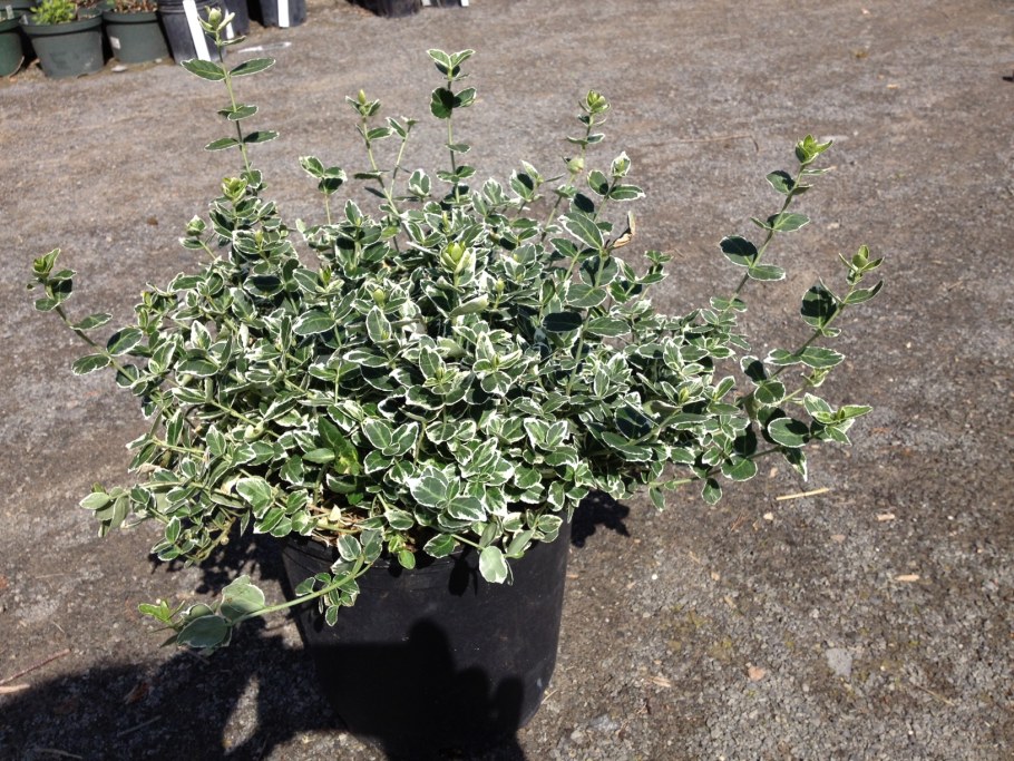 Бересклет Форчуна Санспот