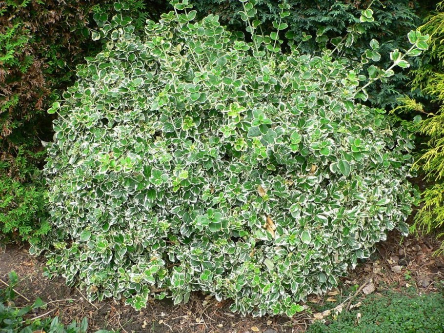 Бересклет Форчуна (Euonymus fortunei)