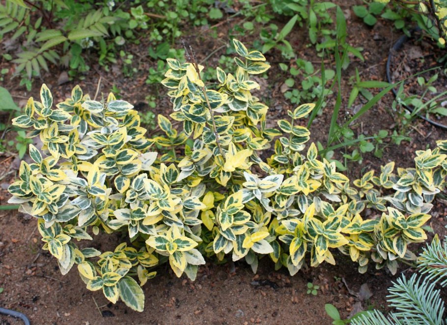 Бересклет Форчуна Эмеральд Голд