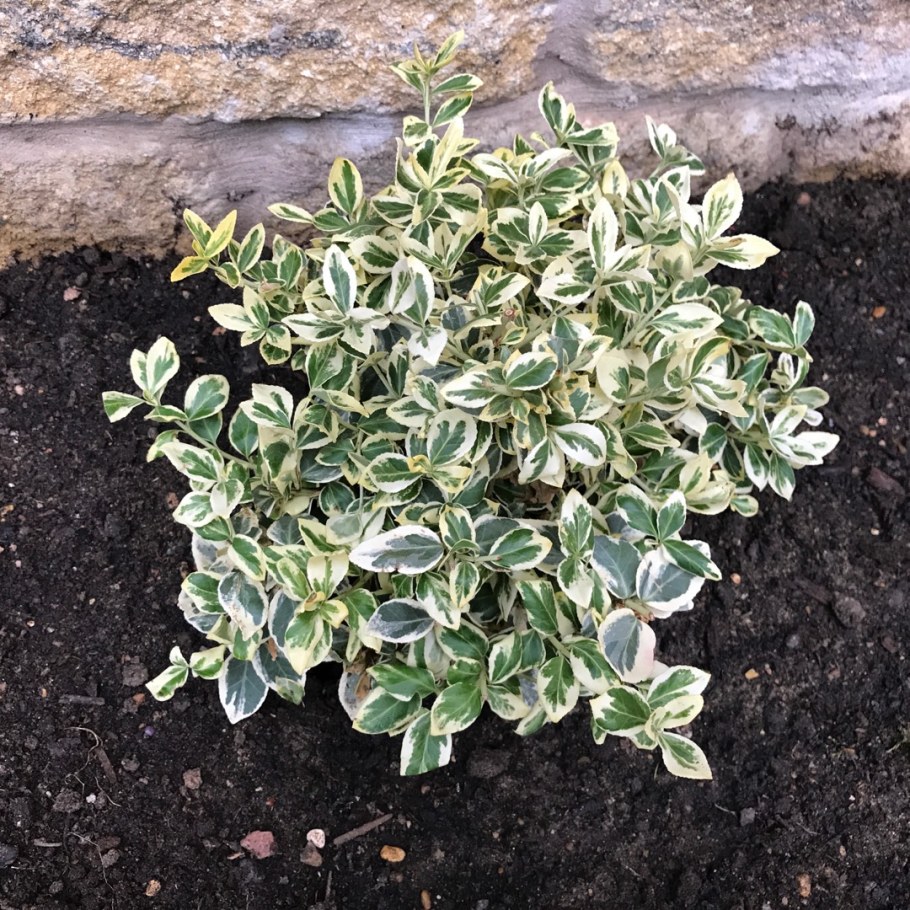 Бересклет Форчуна Силвер Квин