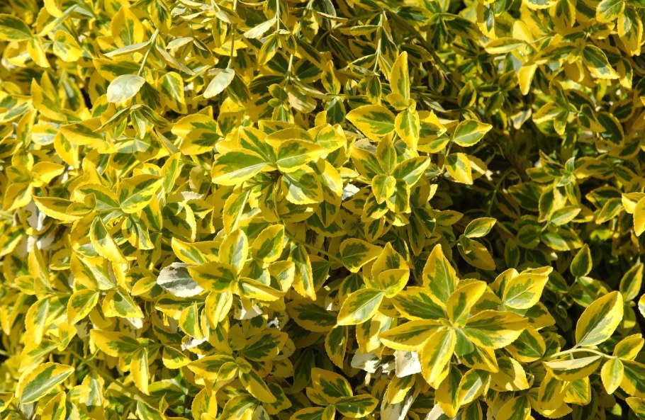 Бересклет Форчуна (Euonymus fortunei)