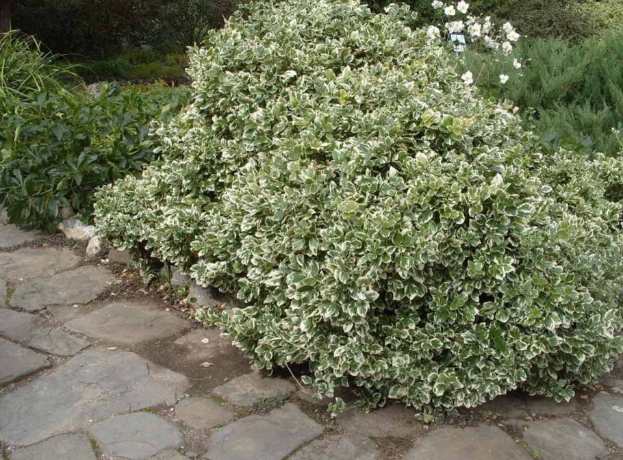 Бересклет Форчуна Эмеральд Гаити