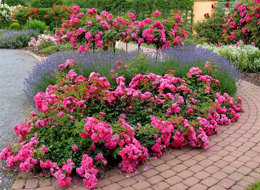 Роза 4 сезона почвопокровная