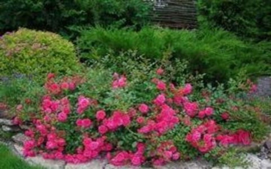 Почвопокровные розы