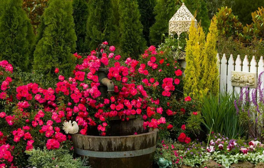 Цветник Барбарис туя роза почвопокровная