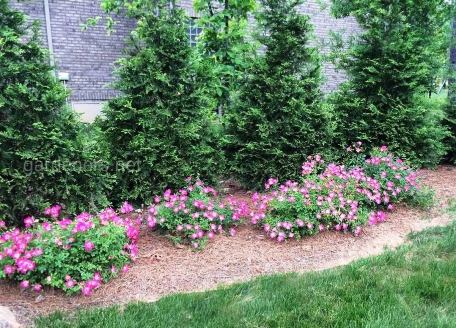 Клумба с почвопокровными розами