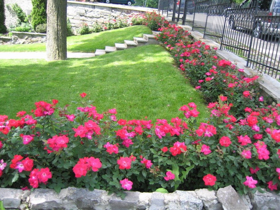 Роза бордюрная Корснода