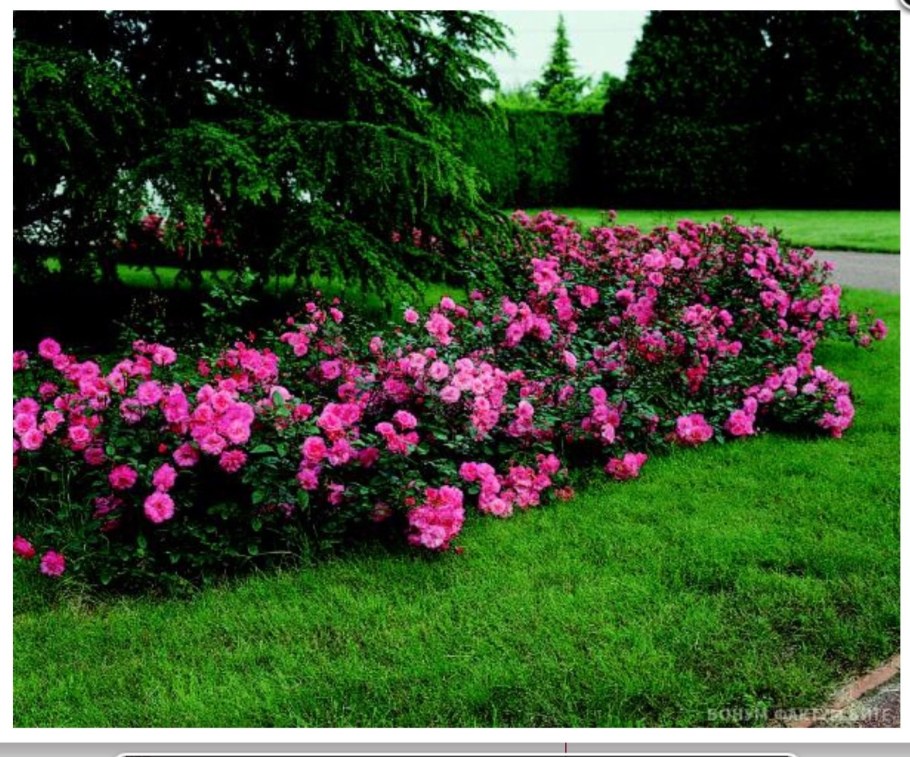 Почвопокровные розы бордюрные