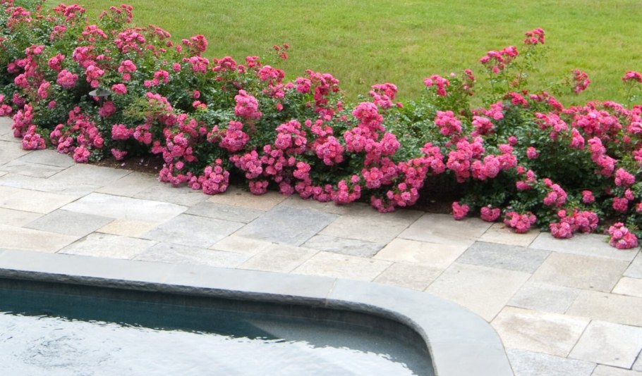 Роза почвопокровная Гарден