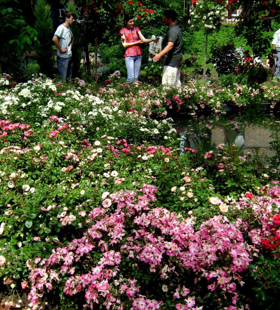 Миниатюрные почвопокровные розы Лидия