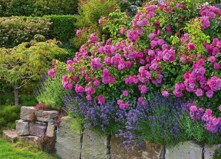 Palmengarten Frankfurt роза