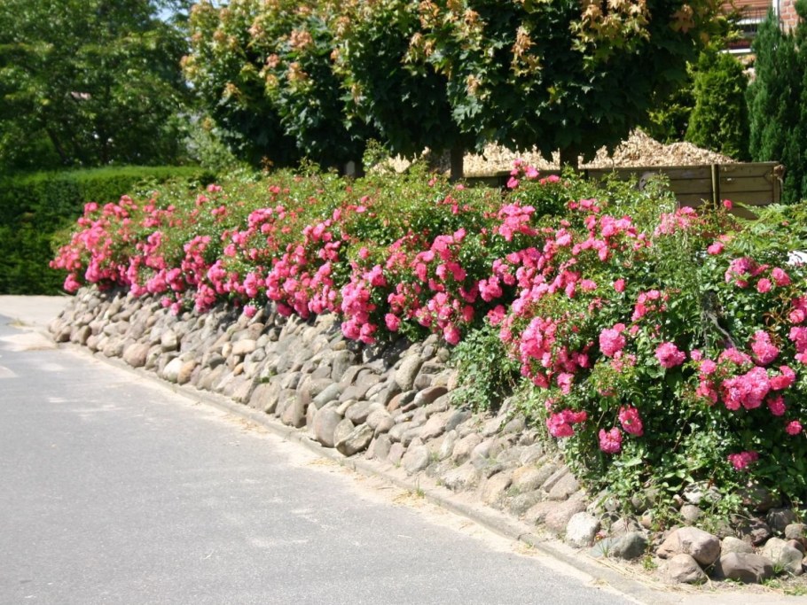 Почвопокровные розы бордюрные
