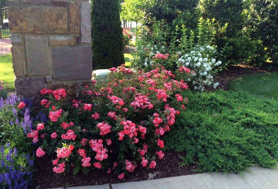 Роза Тоскана почвопокровная