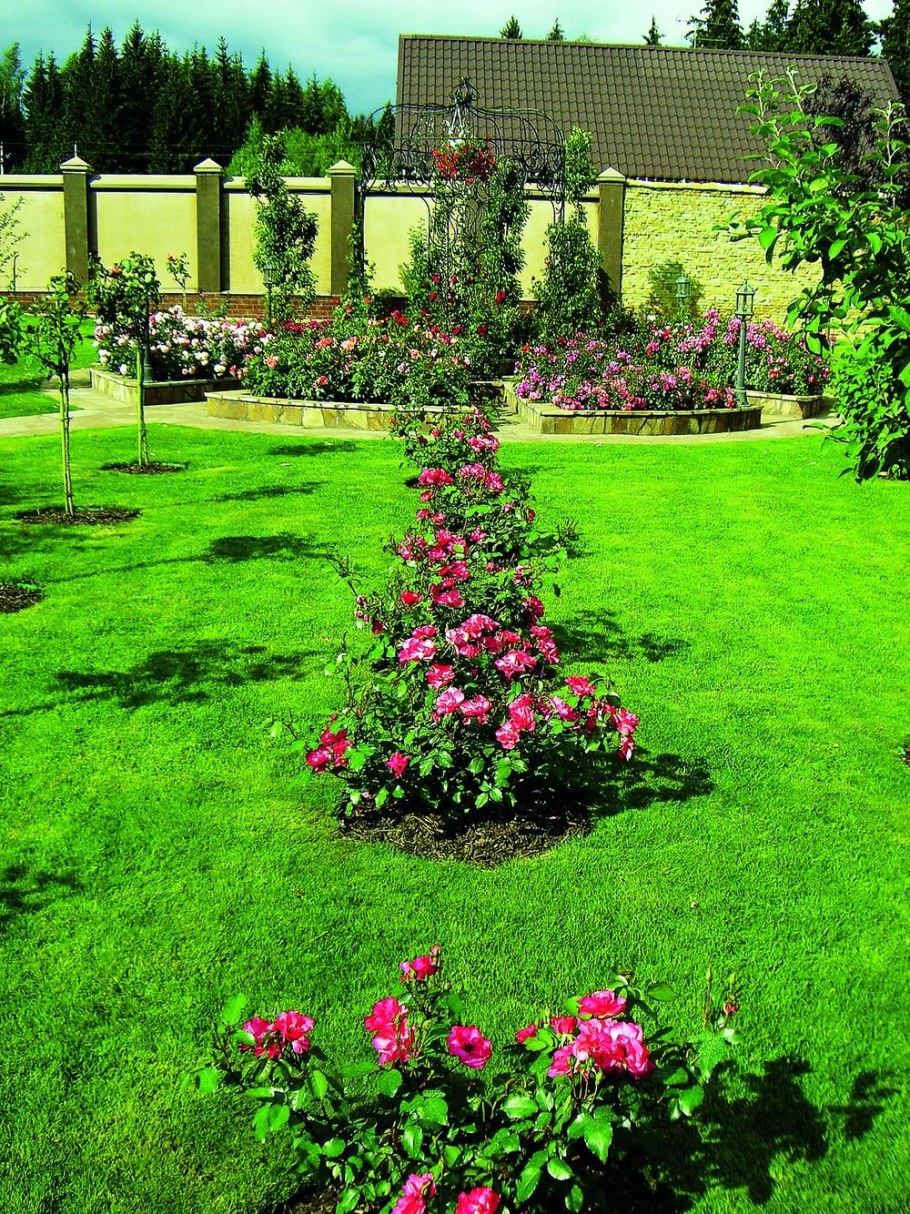 Клумба с почвопокровными розами