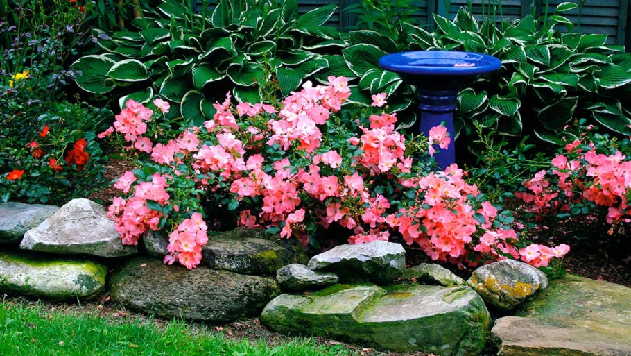 Альпийская почвопокровная роза