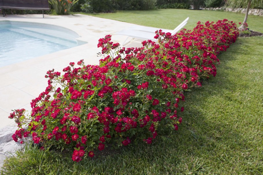 Роза бордюрная почвопокровная ред вельвет