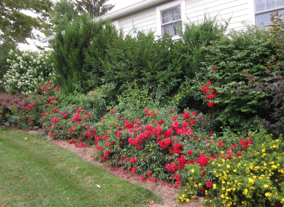 Роза почвопокровная Гарден