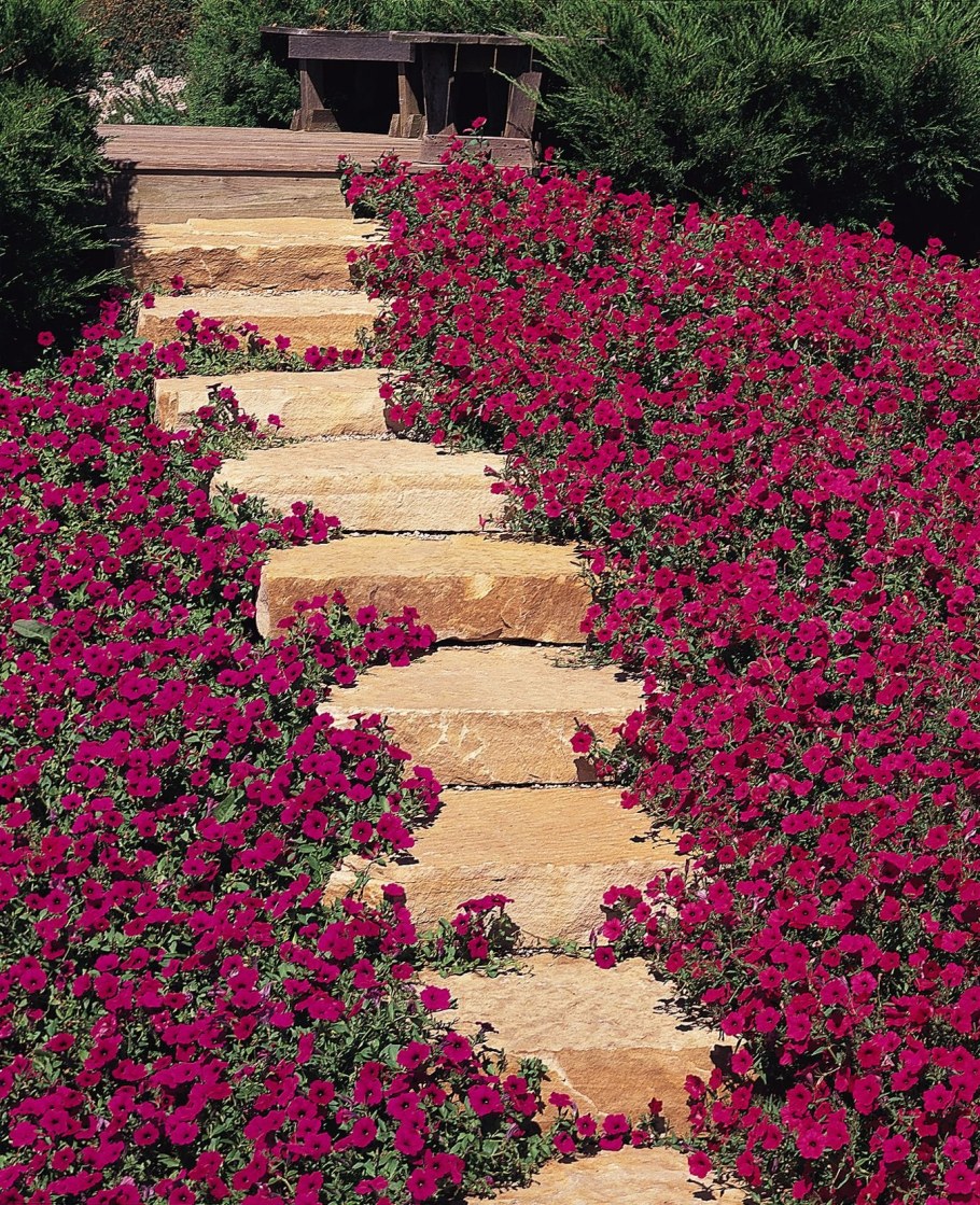 Петуния Тайдал черри