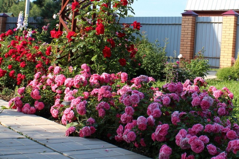 Почвопокровные розы les quatre saisons Meilland