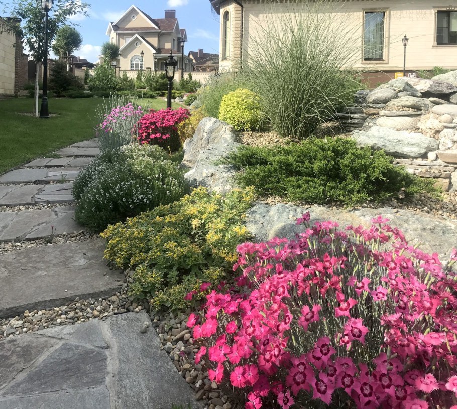 Почвопокровная роза в ландшафтном