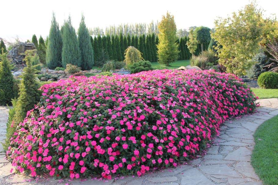 Роза почвопокровная Knirps