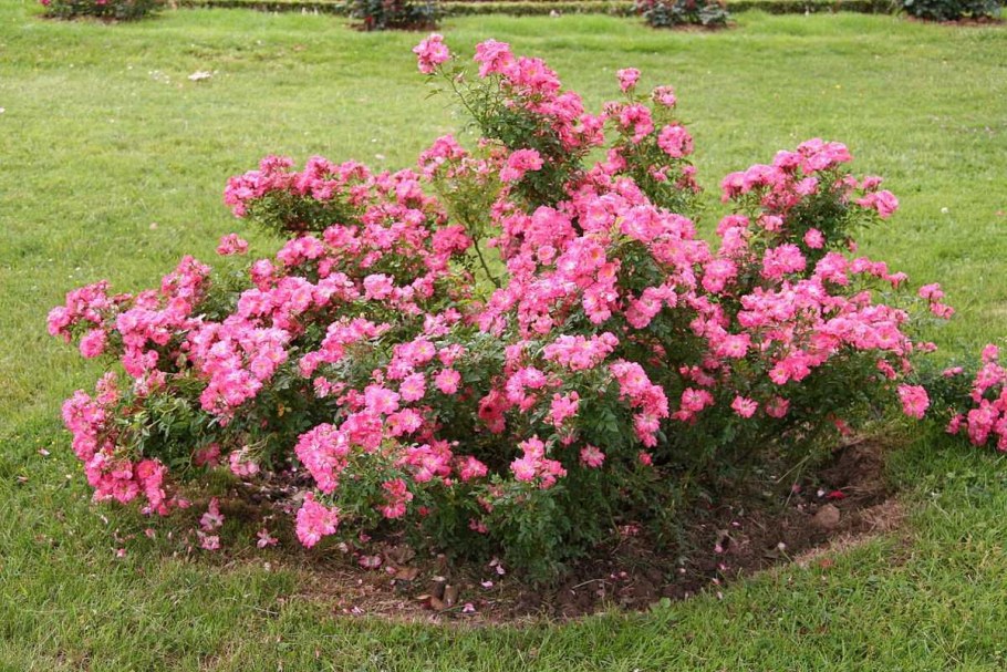 Почвопокровная роза Ferdy