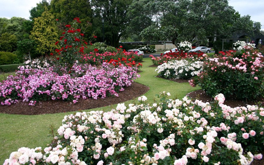 Роза почвопокровная Гарден