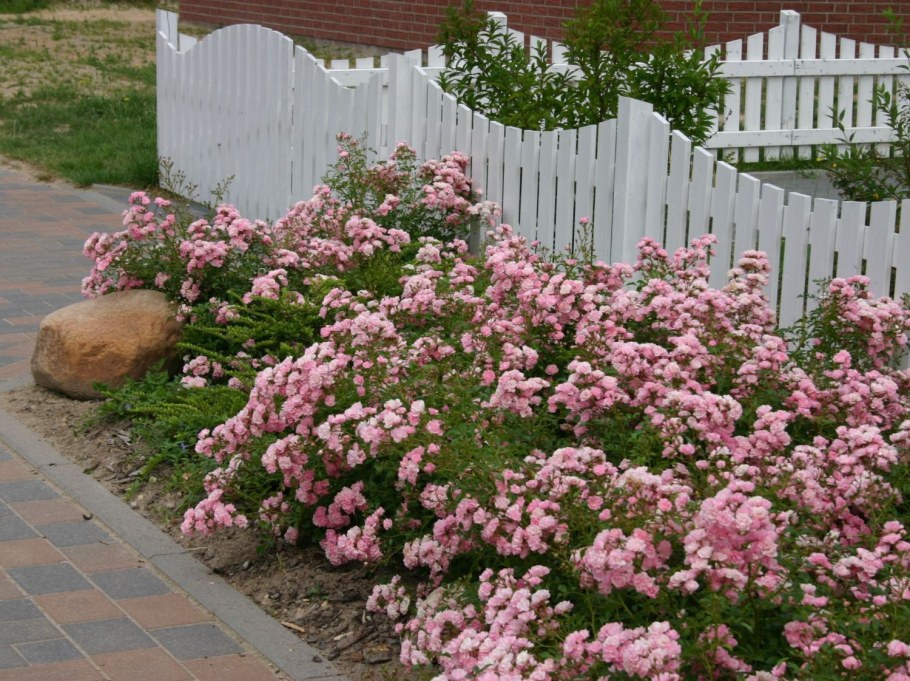 Роза почвопокровная Фейри розовая