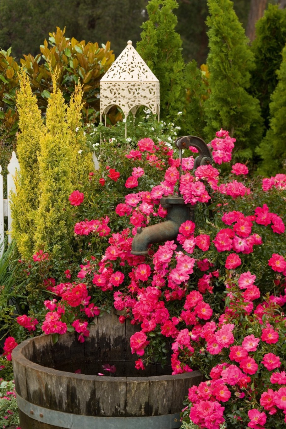 Роза почвопокровная Розариум