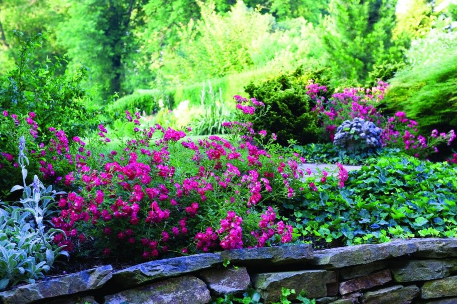 Розарий почвопокровные розы