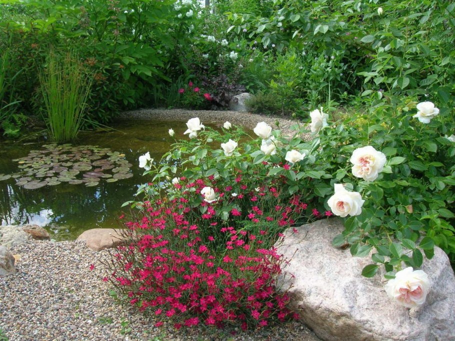 Роза почвопокровная Гарден