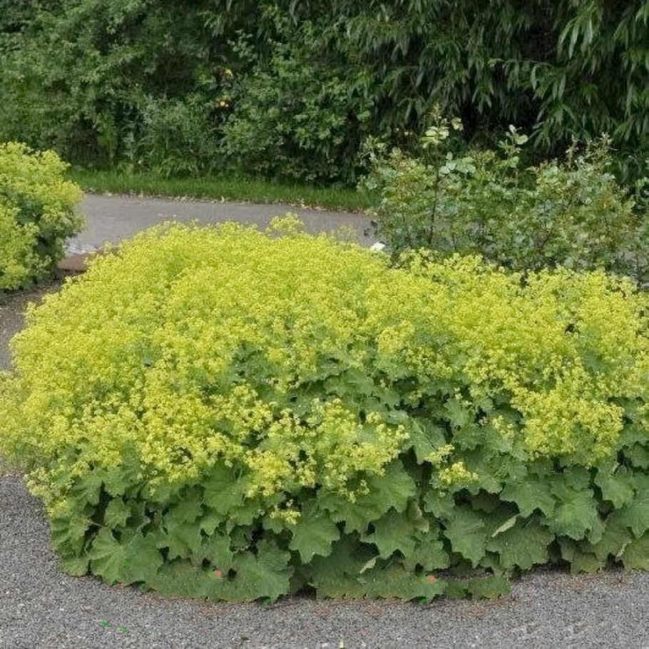 Манжетка Alchemilla Robustica