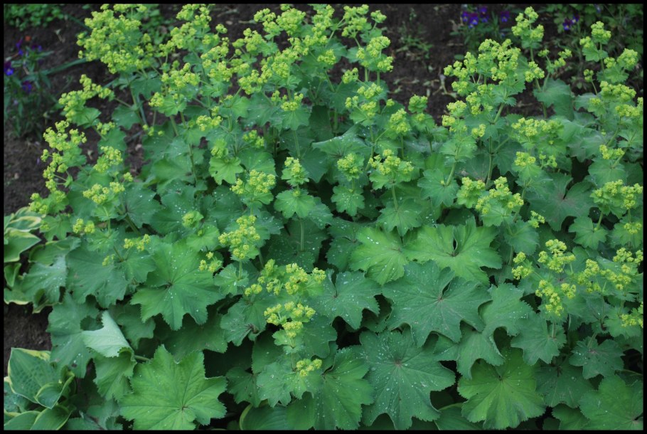 Манжетка (Alchemilla)
