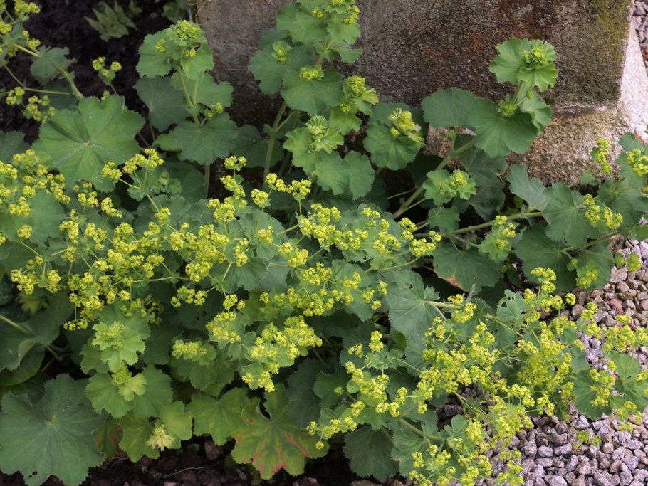 Манжетка красночерешковая (Alchemilla erythropoda)