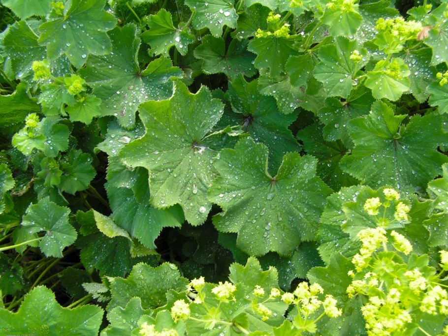 Манжетка обыкновенная (Alchemilla vulgaris)