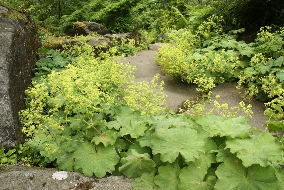 Манжетка мягкая Alchemilla mollis Thriller