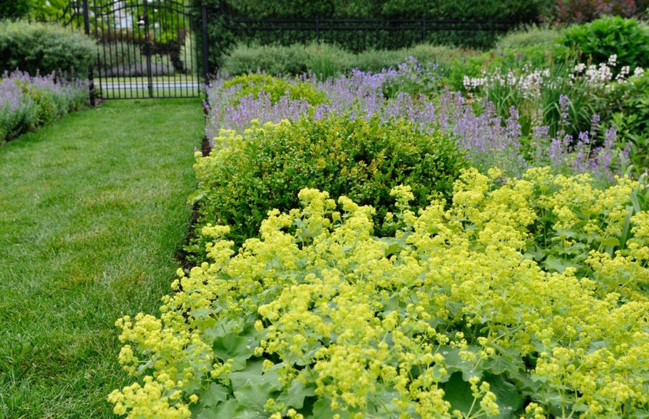 Манжетка "greenish-Yellow" a. mollis *