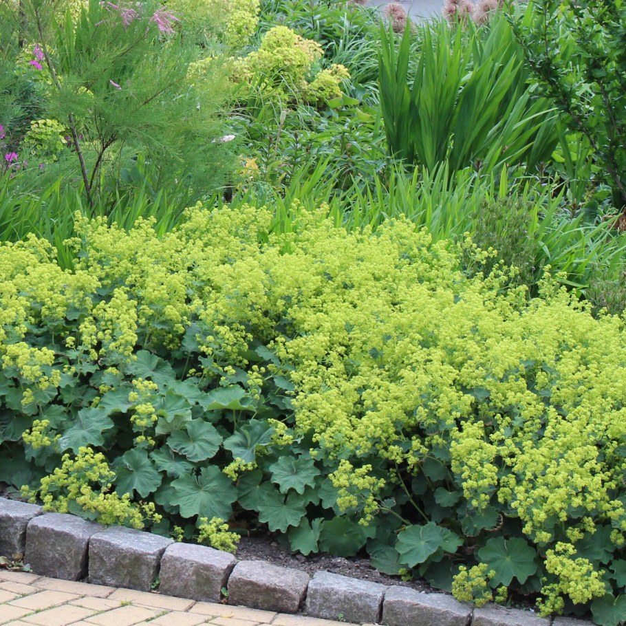 Манжетка Alchemilla mollis
