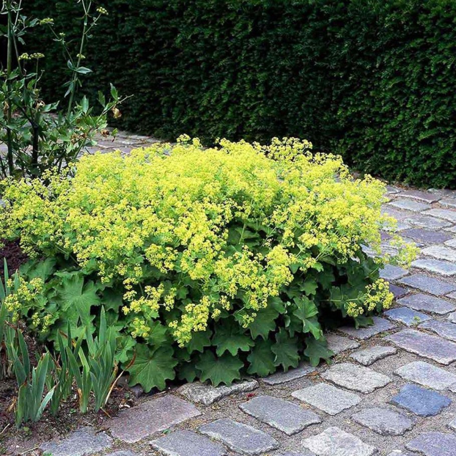 Манжетка Alchemilla mollis