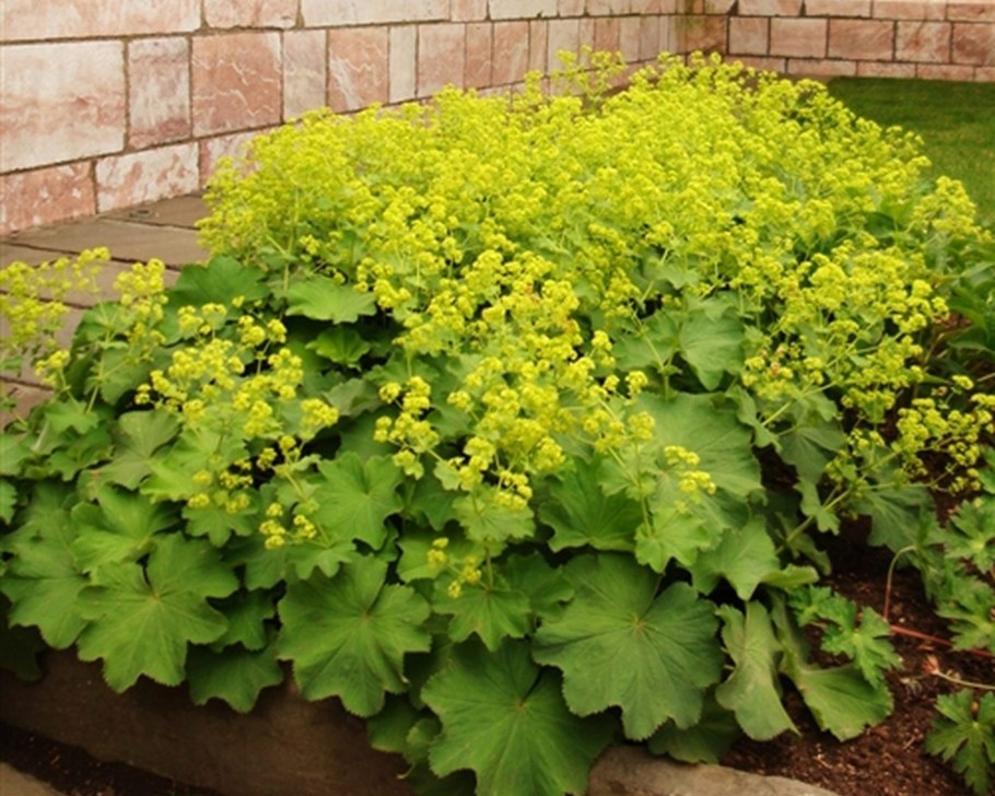 Манжетка Alchemilla Robustica